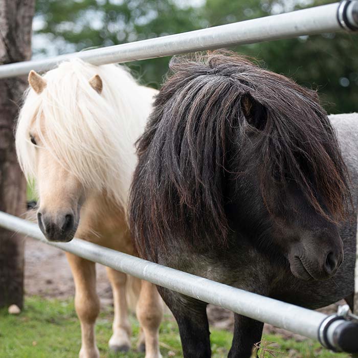 Stall-Hansen Ponys